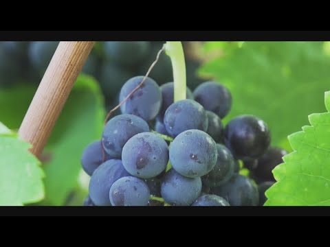 ¿A qué hora se puede comprar vino en Texas?