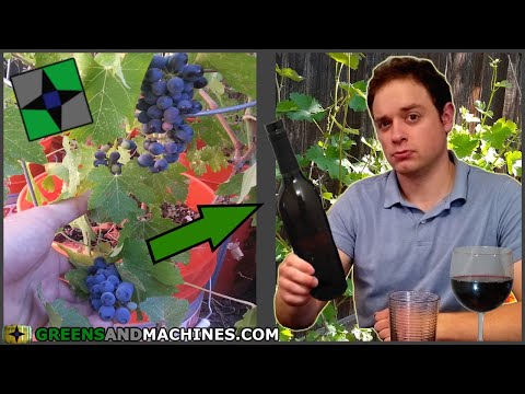 ¿Cuántas uvas se necesitan para hacer 1 litro de vino?