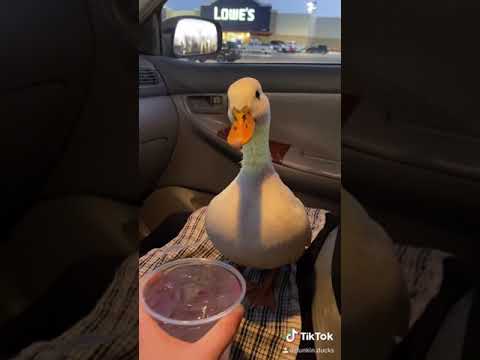 ¿Pueden los patos beber licor?