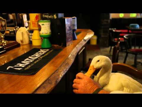 ¿Pueden los patos beber licor?