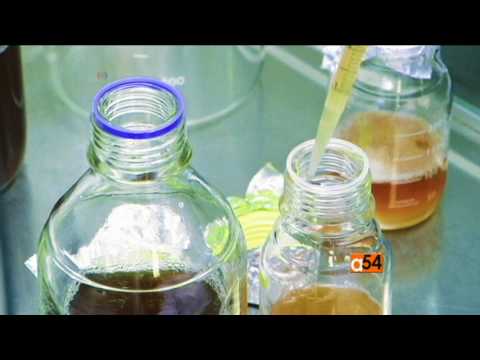 ¿Qué cervezas tienen probióticos?