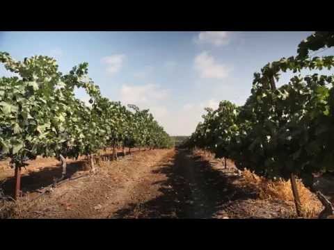 ¿Cuánta agua se necesita para cultivar uvas de vino? ¿Cuánta agua se necesita para cultivar uvas de vino?